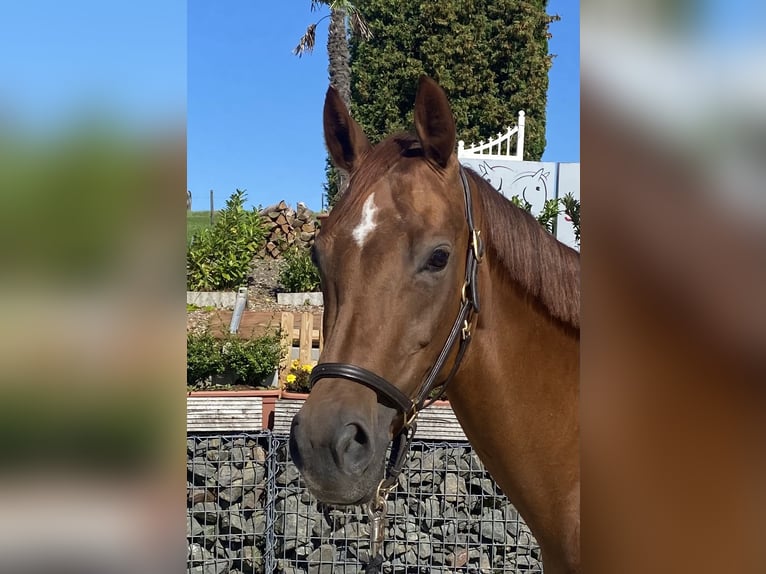 Hanoverian Mare 8 years 16 hh in Wipperfürth