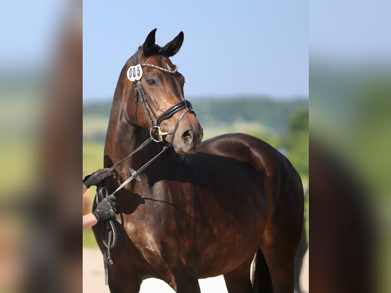Hanoverian Mare 8 years 16,1 hh Bay-Dark in Hohenahr