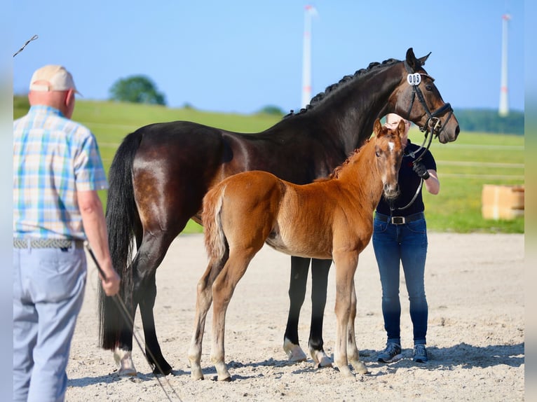 Hanoverian Mare 8 years 16,1 hh Bay-Dark in Hohenahr