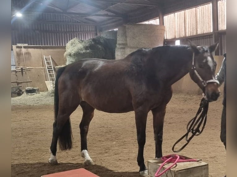 Hanoverian Mare 8 years 16,1 hh Bay-Dark in HAINDORF