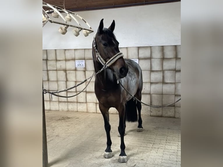 Hanoverian Mare 8 years 16,1 hh Bay-Dark in RosengartenRosengarten