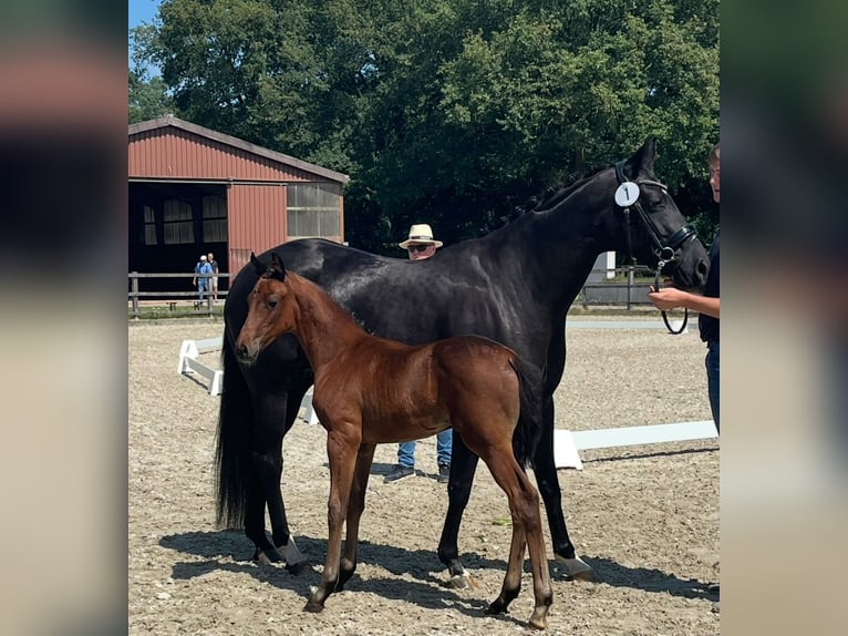Hanoverian Mare 8 years 16,1 hh Black in Bassum