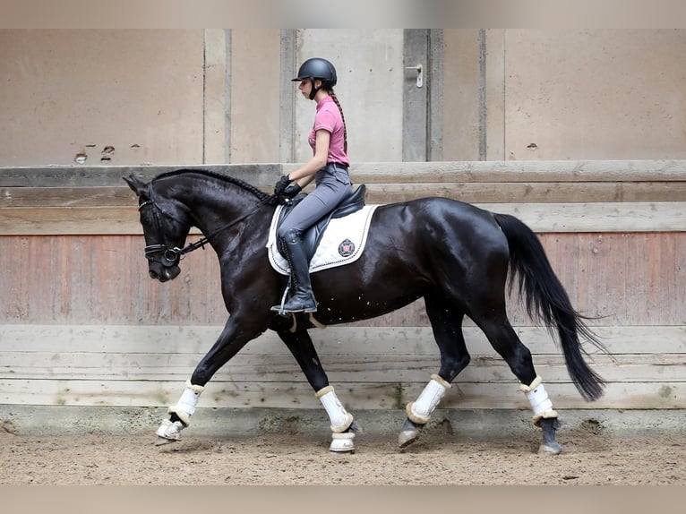 Hanoverian Mare 8 years 16,1 hh Black in Altenstadt