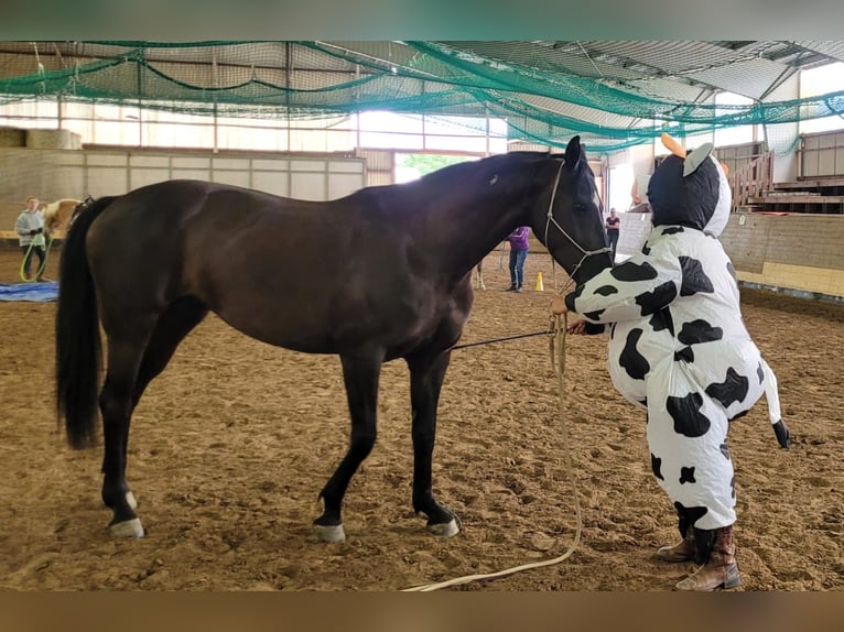 Hanoverian Mare 8 years 16,1 hh Black in Altenstadt