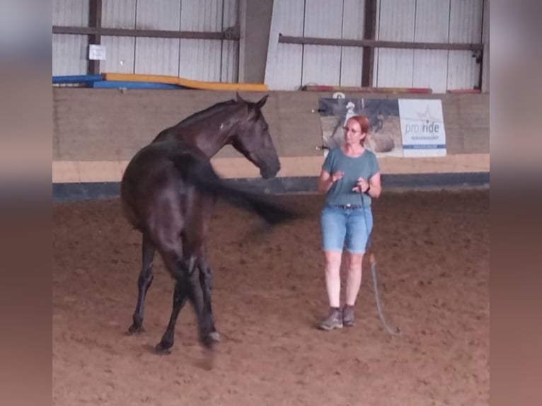 Hanoverian Mare 8 years 16,1 hh Black in Altenstadt