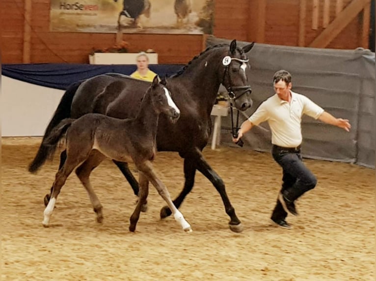 Hanoverian Mare 8 years 16,1 hh Black in Altenstadt