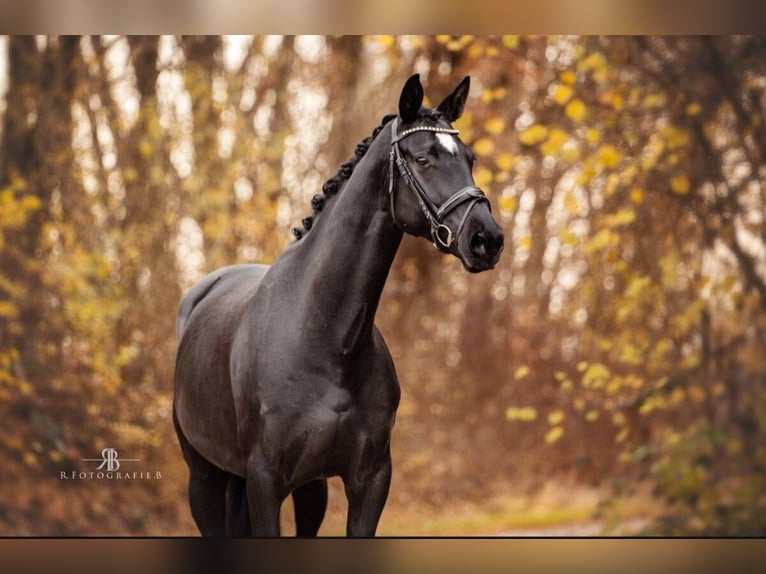 Hanoverian Mare 8 years 16,1 hh Black in Lachen