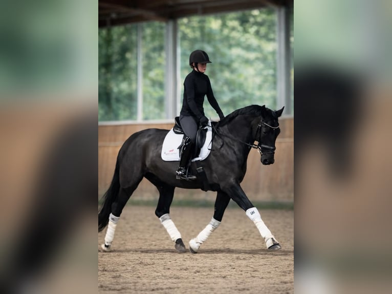 Hanoverian Mare 8 years 16,1 hh Black in Erkelenz