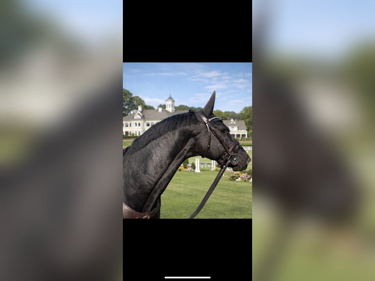 Hanoverian Mare 8 years 16,1 hh Black in Erkelenz