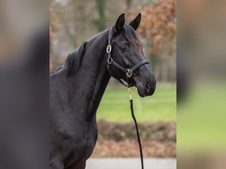 Hanoverian Mare 8 years 16,1 hh Black in Friedeburg Reepsholt, Hoheesche