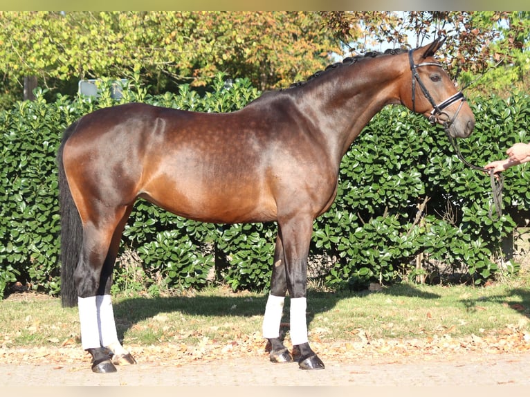 Hanoverian Mare 8 years 16,1 hh Brown in Selsingen