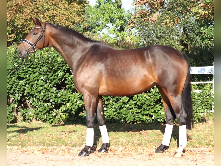 Hanoverian Mare 8 years 16,1 hh Brown in Selsingen