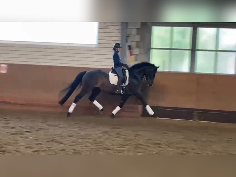 Hanoverian Mare 8 years 16,1 hh Brown in Vechta