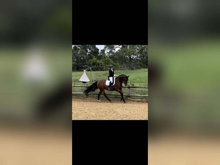 Hanoverian Mare 8 years 16,1 hh Brown in Raubling