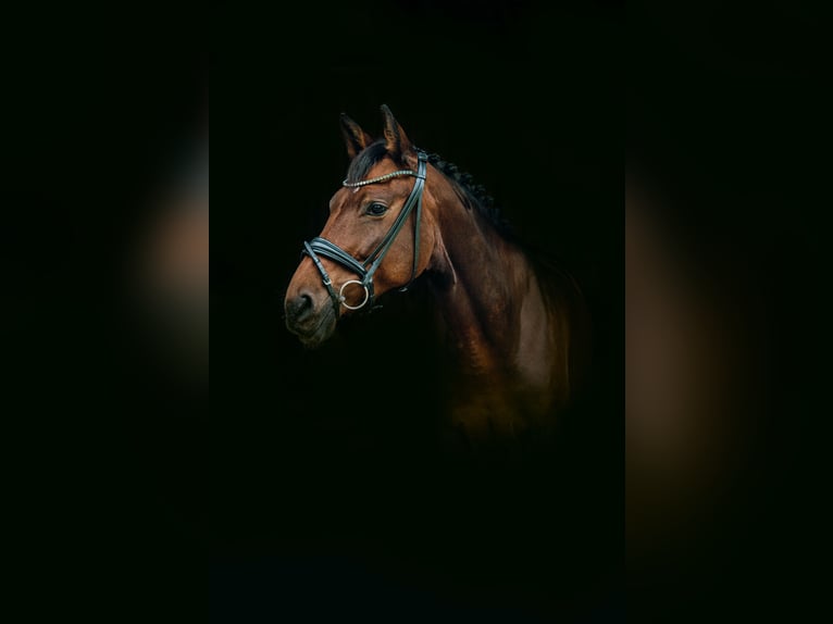Hanoverian Mare 8 years 16,1 hh Brown in Raubling