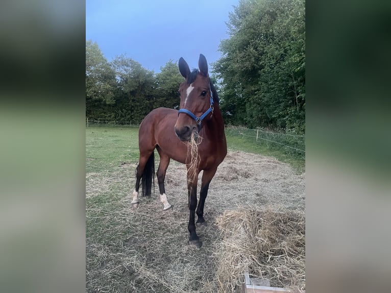 Hanoverian Mare 8 years 16,1 hh Brown in Flensburg