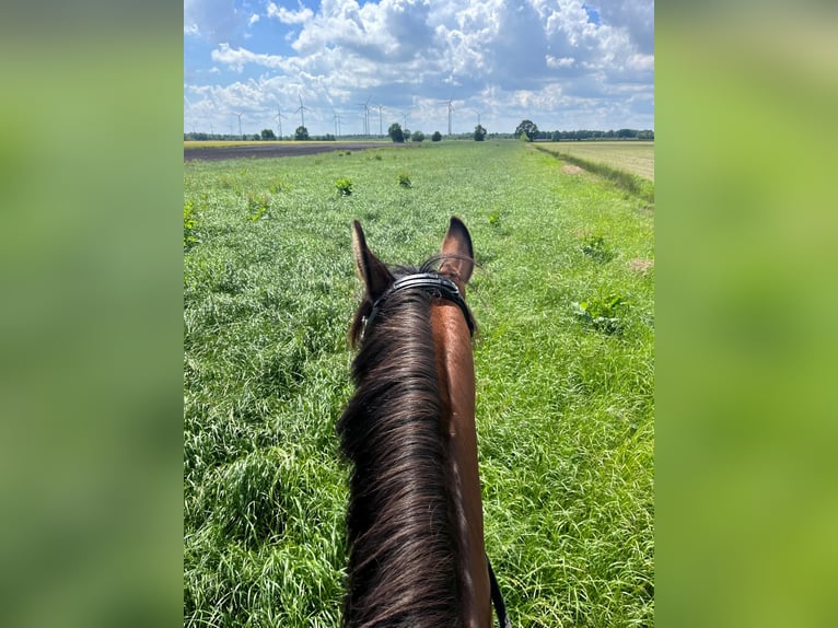 Hanoverian Mare 8 years 16,1 hh Brown in Friesoythe