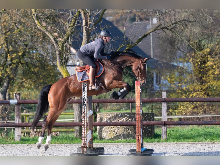 Hanoverian Mare 8 years 16,1 hh Brown in Neukirchen-Vluyn