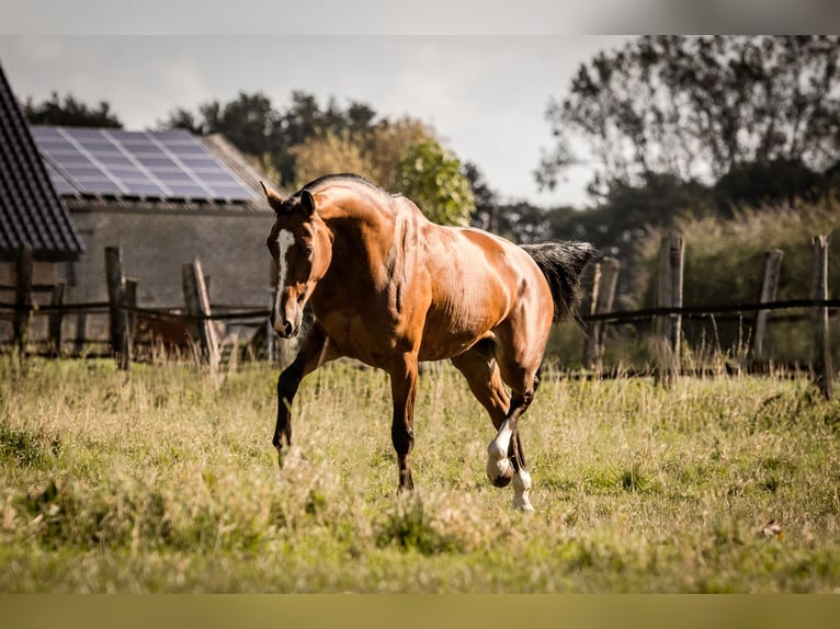 Hanoverian Mare 8 years 16,1 hh Brown in Neukirchen-Vluyn