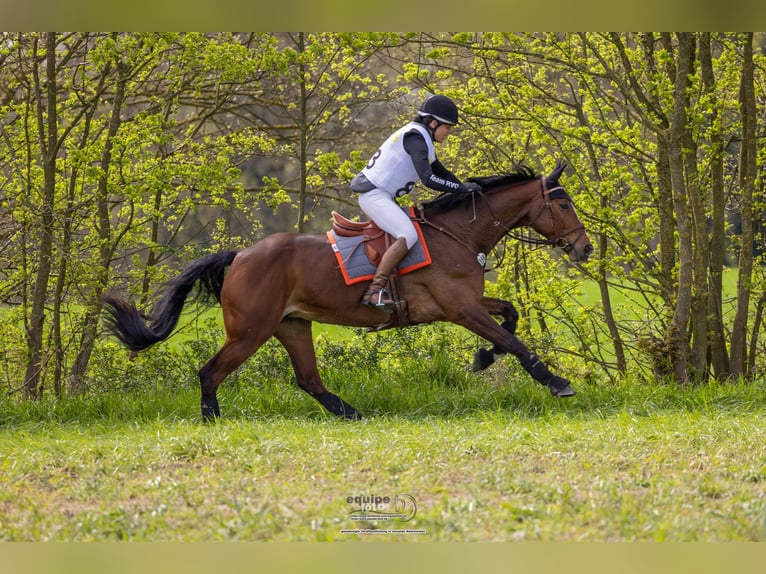 Hanoverian Mare 8 years 16,1 hh Brown in Neukirchen-Vluyn