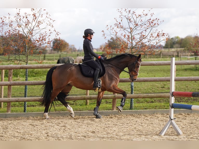 Hanoverian Mare 8 years 16,1 hh Brown in Neukirchen-Vluyn