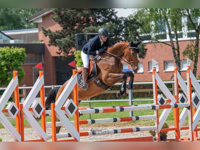 Hanoverian Mare 8 years 16,1 hh Brown in Neukirchen-Vluyn
