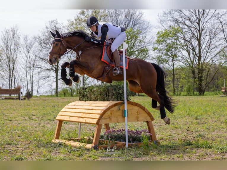 Hanoverian Mare 8 years 16,1 hh Brown in Neukirchen-Vluyn