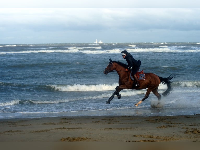 Hanoverian Mare 8 years 16,1 hh Brown in Neukirchen-Vluyn