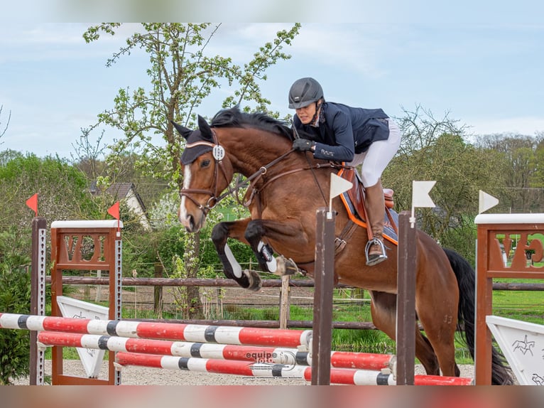 Hanoverian Mare 8 years 16,1 hh Brown in Neukirchen-Vluyn