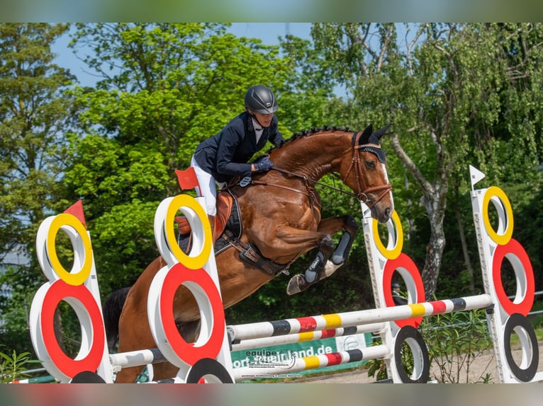 Hanoverian Mare 8 years 16,1 hh Brown in Neukirchen-Vluyn