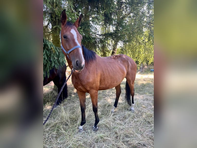 Hanoverian Mare 8 years 16,1 hh Brown in Stadtroda