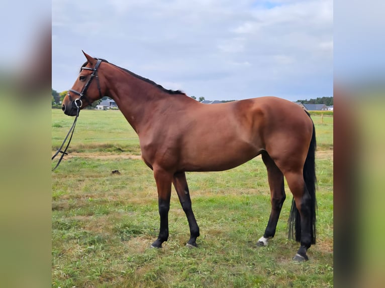 Hanoverian Mare 8 years 16,1 hh Brown-Light in Adelheidsdorf