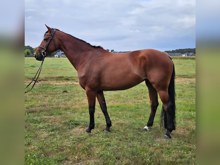 Hanoverian Mare 8 years 16,1 hh Brown-Light in Adelheidsdorf
