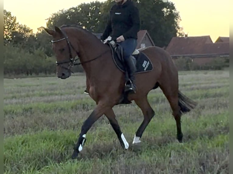 Hanoverian Mare 8 years 16,1 hh Brown in Bramsche