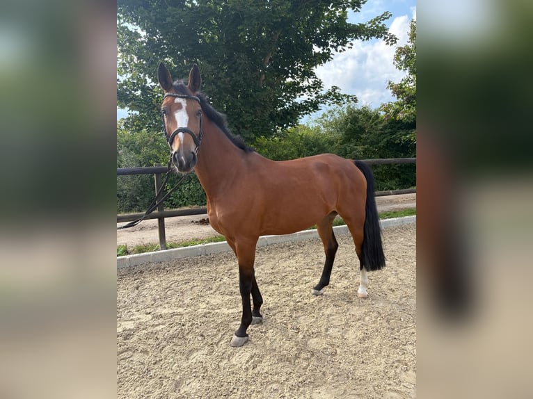 Hanoverian Mare 8 years 16,1 hh Brown in Schulendorf