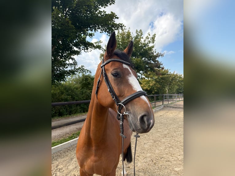 Hanoverian Mare 8 years 16,1 hh Brown in Schulendorf