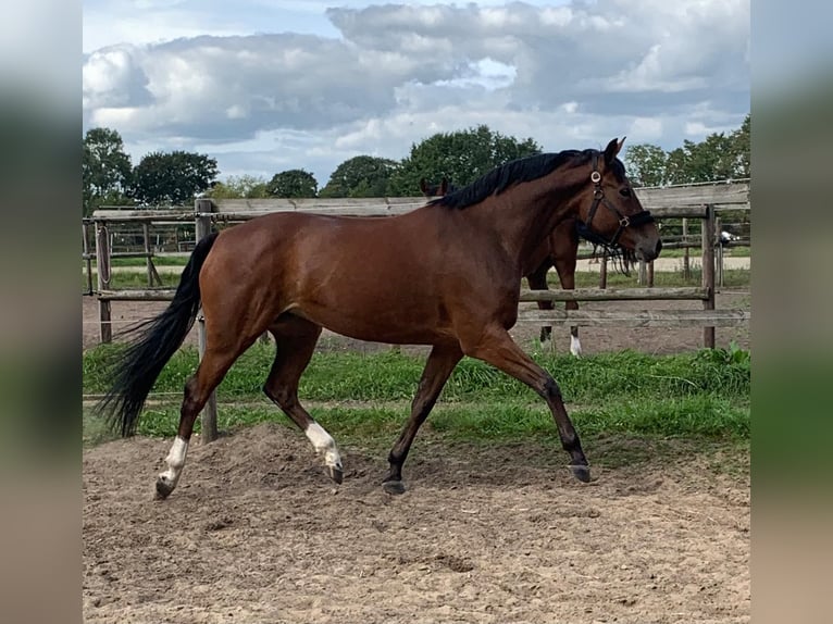 Hanoverian Mare 8 years 16,1 hh Brown in Hamburg Osdorf