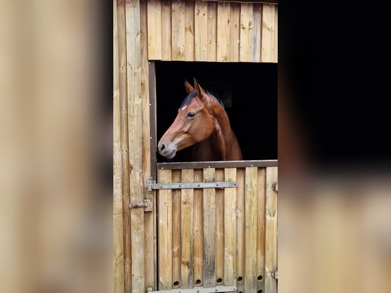 Hanoverian Mare 8 years 16,1 hh Brown in Hamburg Osdorf