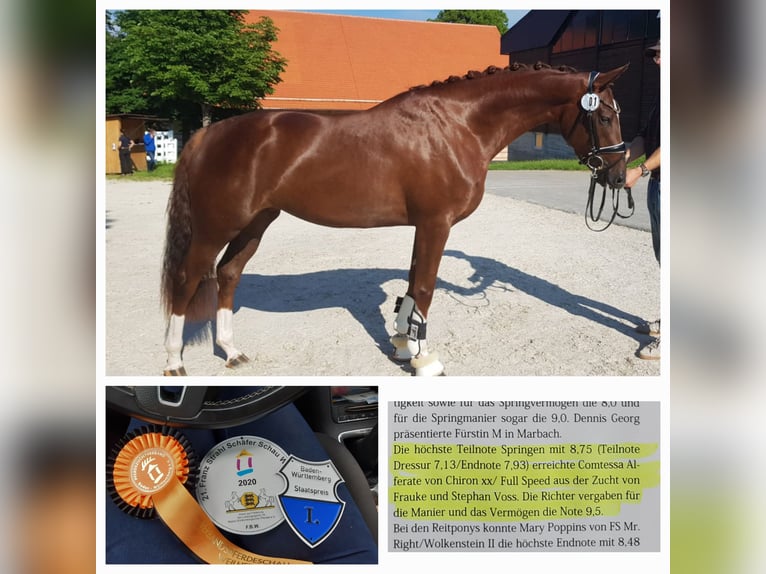 Hanoverian Mare 8 years 16,1 hh Chestnut in Weißbach
