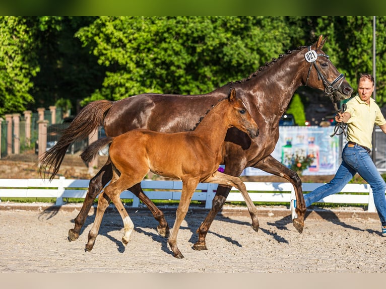Hanoverian Mare 8 years 16,1 hh Chestnut in Friedland