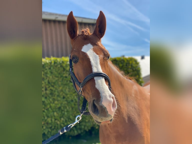 Hanoverian Mare 8 years 16,1 hh Chestnut in Dion-Valmont
