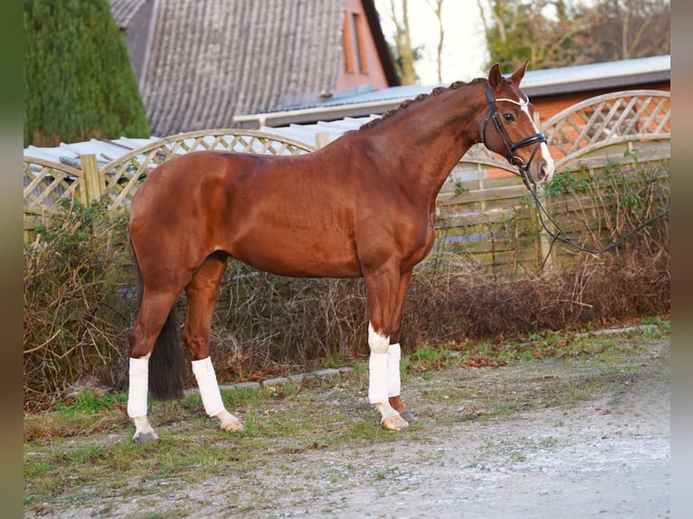 Hanoverian Mare 8 years 16,1 hh Chestnut in Hohenfelde