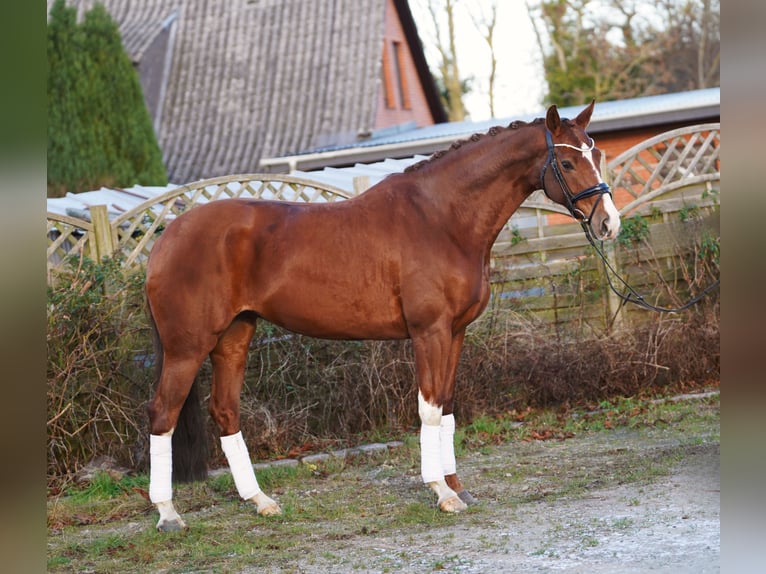 Hanoverian Mare 8 years 16,1 hh Chestnut in Hohenfelde