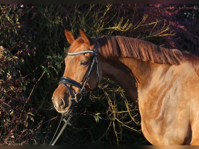 Hanoverian Mare 8 years 16,1 hh Chestnut-Red in Schwäbisch Hall