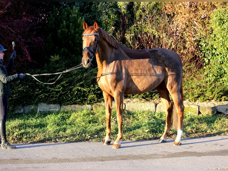 Hanoverian Mare 8 years 16,1 hh Chestnut-Red in Schwäbisch Hall