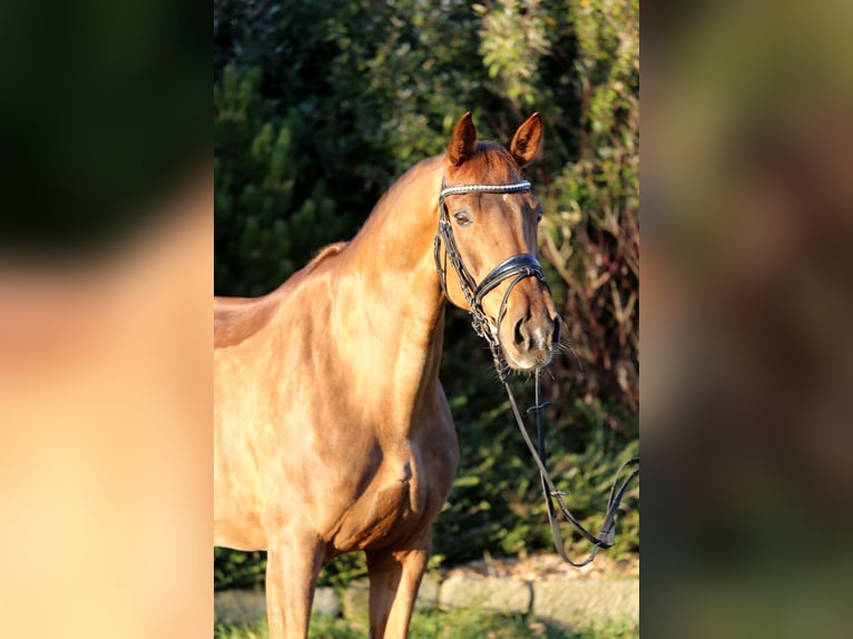 Hanoverian Mare 8 years 16,1 hh Chestnut-Red in Schwäbisch Hall
