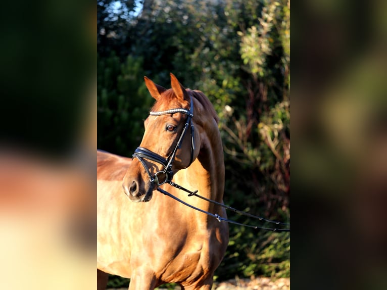 Hanoverian Mare 8 years 16,1 hh Chestnut-Red in Schwäbisch Hall