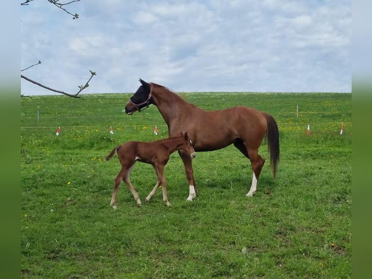 Hanoverian Mare 8 years 16,1 hh Chestnut-Red in Isny im Allg&#xE4;u