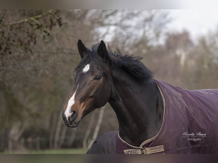 Hanoverian Mare 8 years 16,1 hh in Vechta