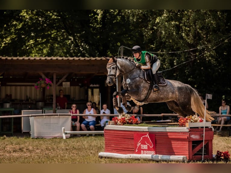 Hanoverian Mare 8 years 16,1 hh Gray in Warendorf